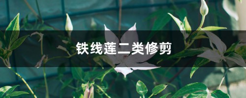 铁线莲二类修剪