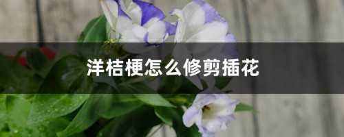 洋桔梗怎么修剪插花