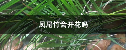 凤尾竹会开花吗