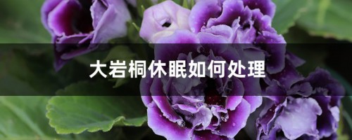 大岩桐休眠如何处理