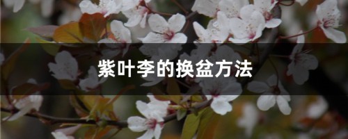 紫叶李的换盆方法