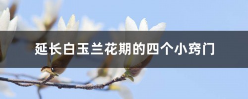 延长白玉兰花期的四个小窍门