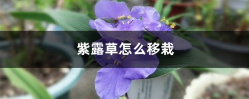 紫露草怎么移栽